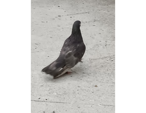 Evcil Hayvan, Diğer Evcil Hayvanlar, Erkek, Çikolata Nuhdi Güvercin Van Güvercin, Çikolata Nuhdi Van Güvercin, Açil Satlık Gü