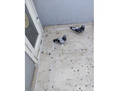 Evcil Hayvan, Diğer Evcil Hayvanlar, Erkek, Mavi Kara Çakmaklı, Mavi ve Kara Çakmaklı, Açil Satlık Güvercin