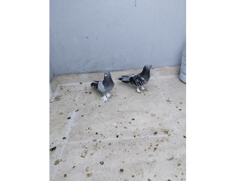 Evcil Hayvan, Diğer Evcil Hayvanlar, Erkek, Mavi Kara Çakmaklı, Mavi ve Kara Çakmaklı, Açil Satlık Güvercin