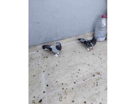 Evcil Hayvan, Diğer Evcil Hayvanlar, Erkek, Mavi Kara Çakmaklı, Mavi ve Kara Çakmaklı, Açil Satlık Güvercin