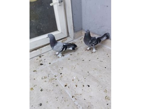 Evcil Hayvan, Diğer Evcil Hayvanlar, Erkek, Mavi Kara Çakmaklı, Mavi ve Kara Çakmaklı, Açil Satlık Güvercin