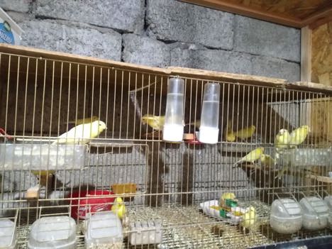 Evcil Hayvan, Erkek, Harz Roller Kanarya Sarı Abraj 3.500 Tl Kayseri