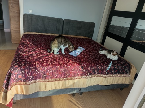 Mobilya, Sandıklar, Tek Kişilik Yatak Baza Başlık 2 Adet 15.000 Tl İzmir