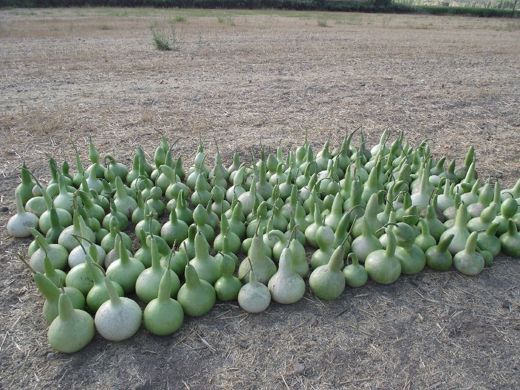 SU KABAGI Su Kabagı Su Kabagı SU KABAGI, Hobi Tutkunları İçin Yeni Mahsül Su Kabagı