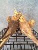 Antalya Satlk Sultan Papaganlar 2.3 Aylk Bebek