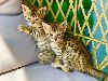 Güzel Bengal kedi yavruları mevcut