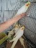 2 Aylk Bebek Sultan Papagan Full Evcil Antalya